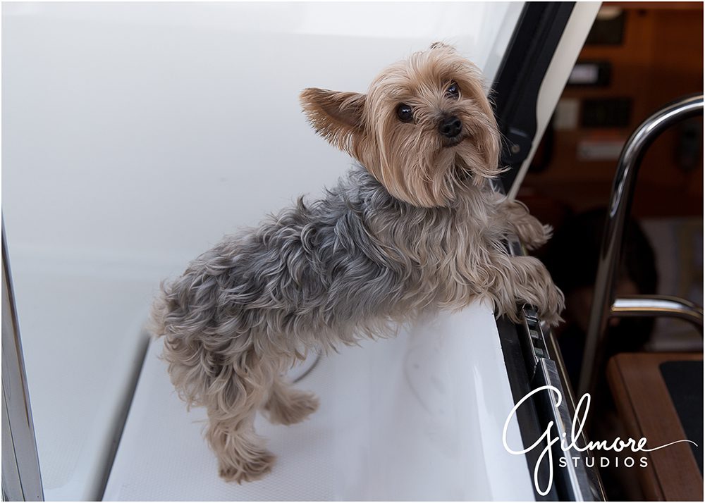 yorkie puppy photo on the boat