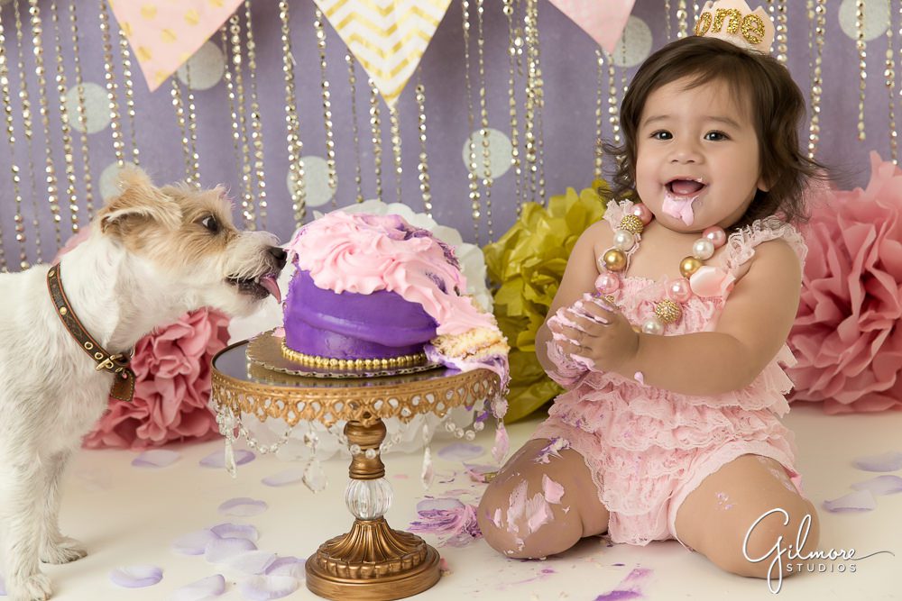 Cake smash puppy licks the frosting of the baby's birthday cake
