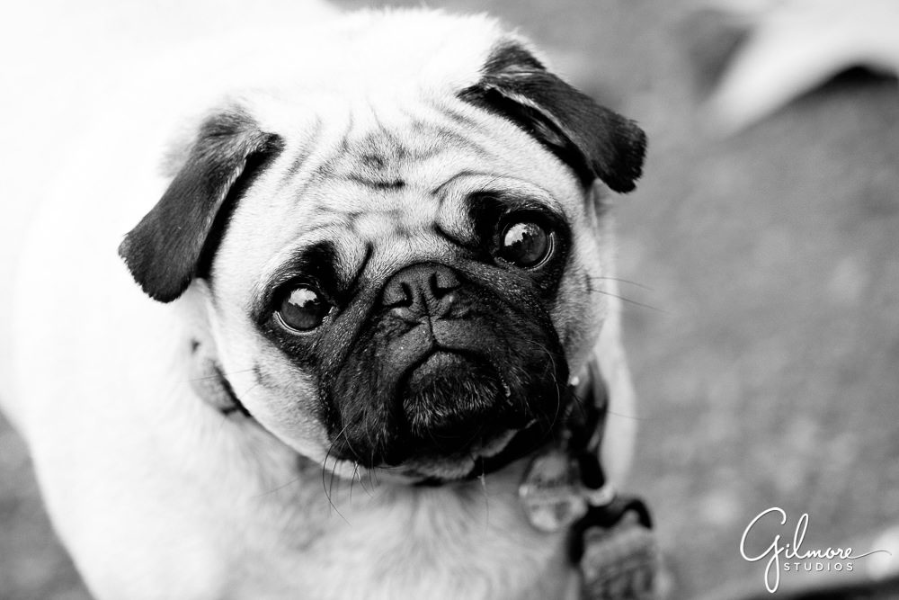 pet portrait photography, black and white pug
