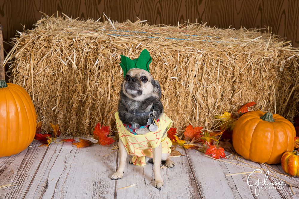 pineapple puppy, Dog Costume Ideas