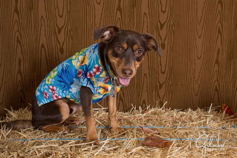 hawaiian shirt for dogs, Dog Costume Ideas