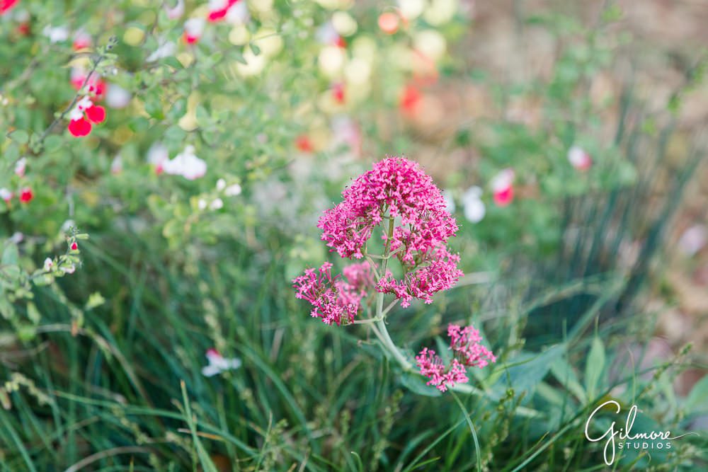flowers in the garden, Huntington Beach Maternity Photographer