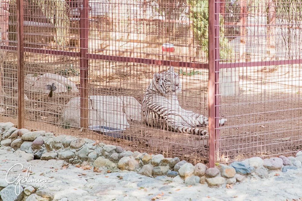 Rancho Las Lomas Wedding, white tiger, zoo animals, cages, exotic animal, wedding venue, photography