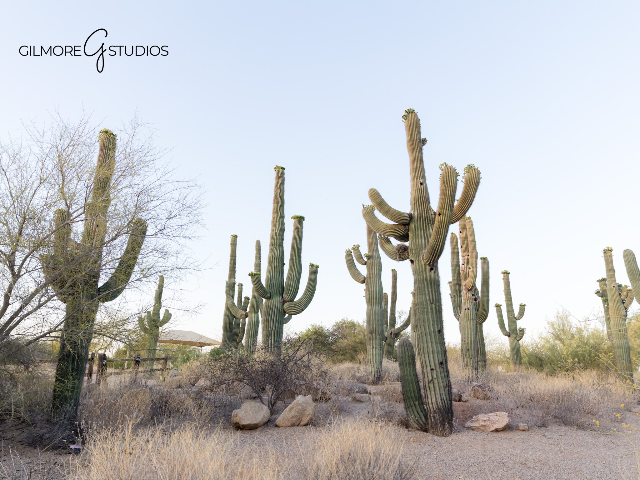 Natural Light Senior Photo – Scottsdale AZ – Golden Hour